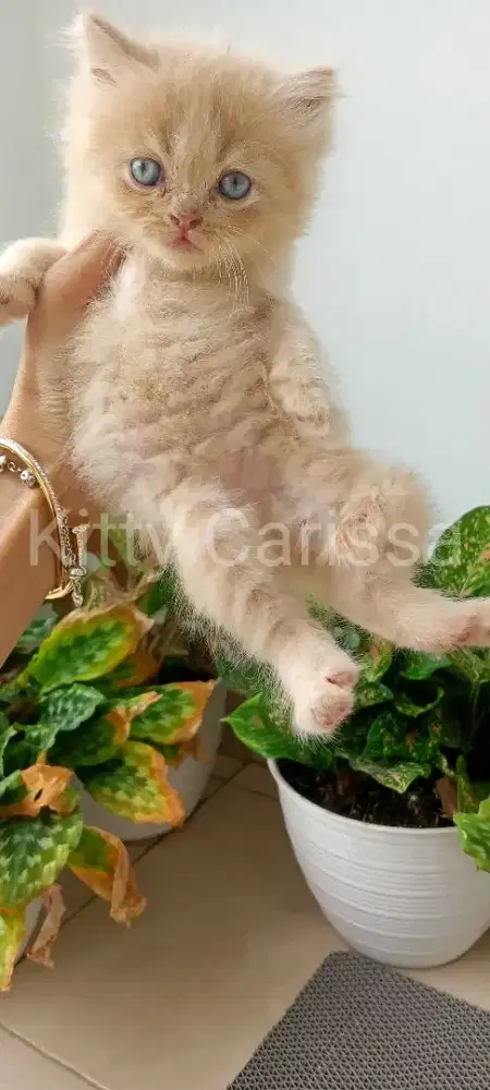 Kitten flatnose