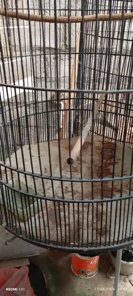 Jual sangkar murai batu