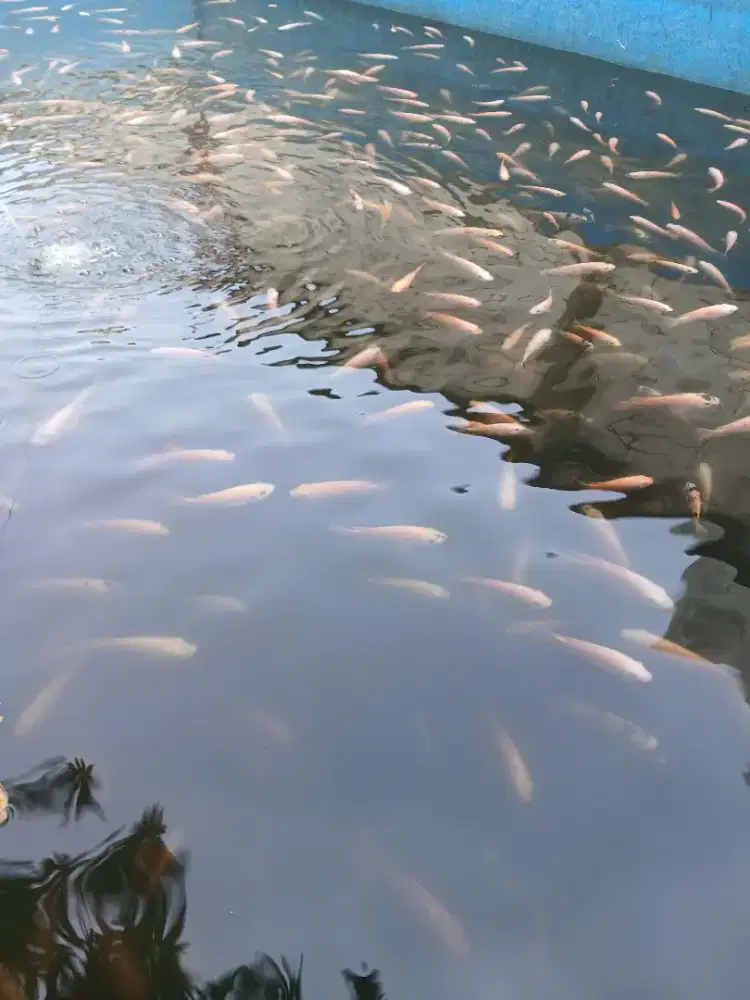 Ikan nila dan gurami fresh di kolam