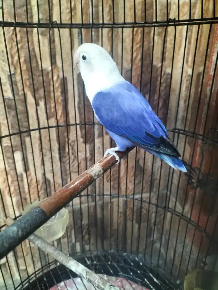 Burung Lovebird biola violet betina