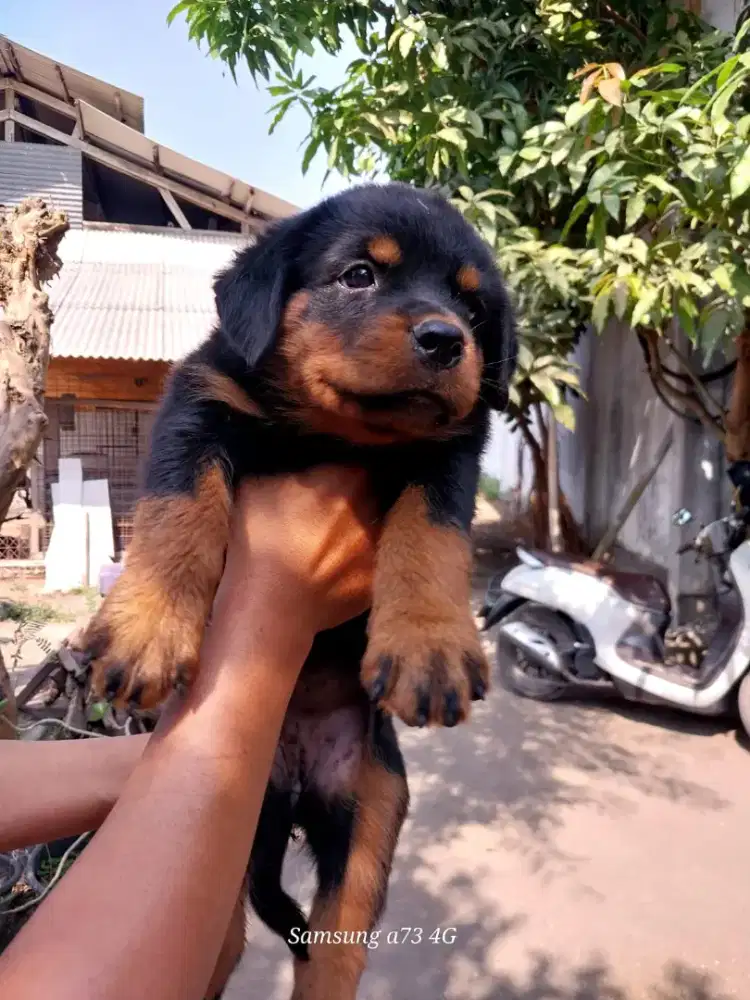Anakan anjing ras