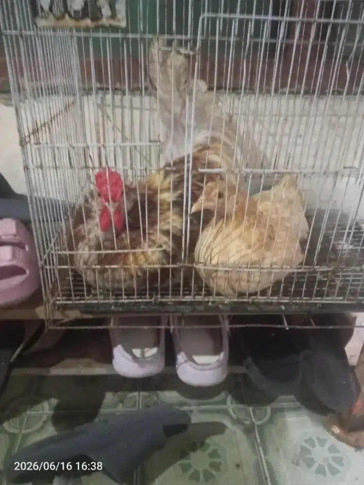Ayam Kate sepasang