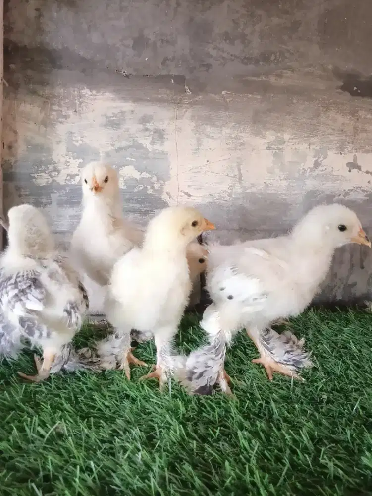 Ayam Hias Brahma (DOC)