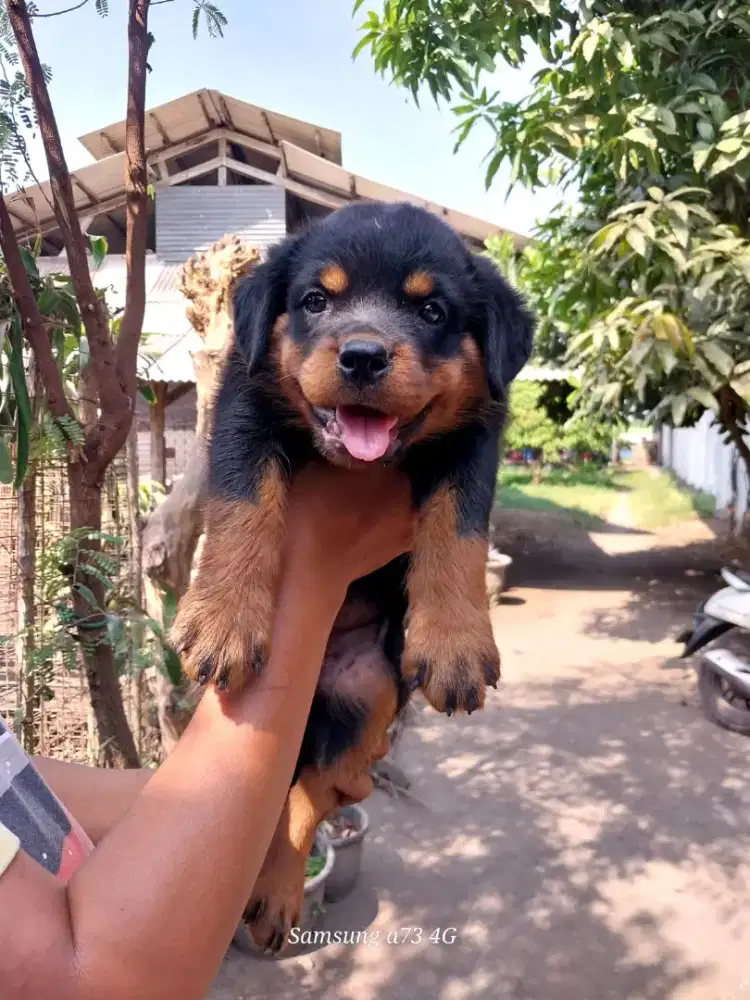 Anakan anjing ras