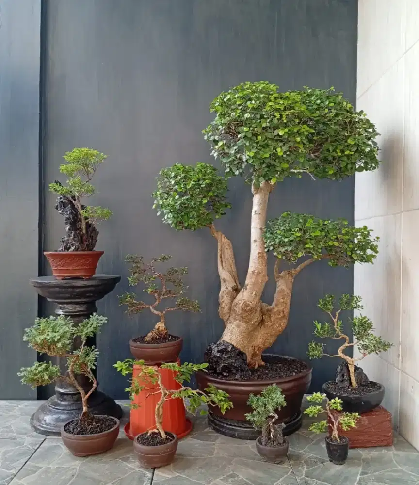 Bonsai hias siap pajang 8 pohon