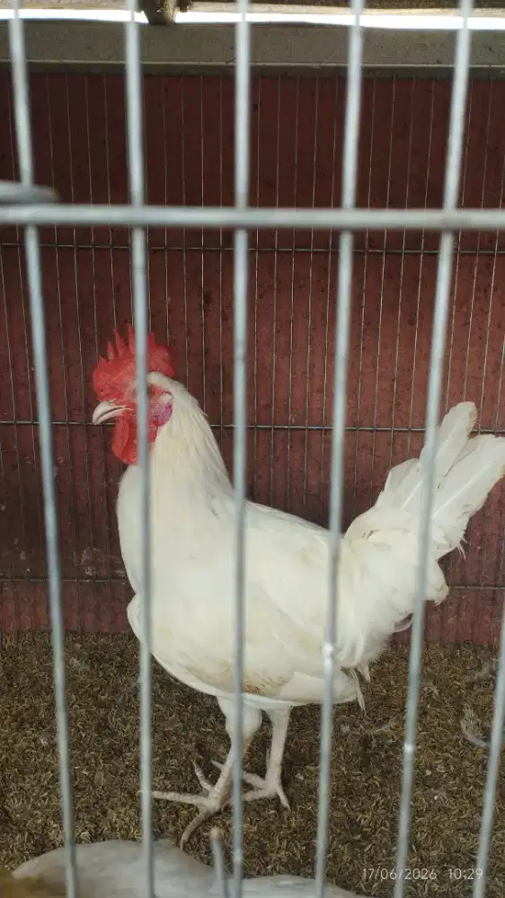 Ayam Jantan Elba ELeghorn