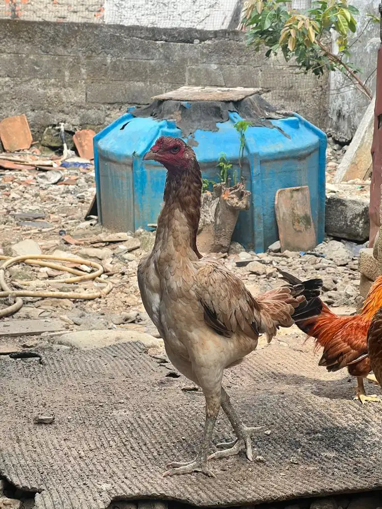 ayam biangan magon x bangkok