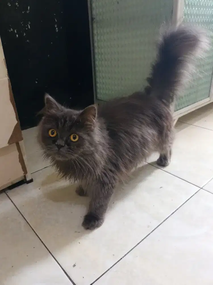 Perisa jantan abu
