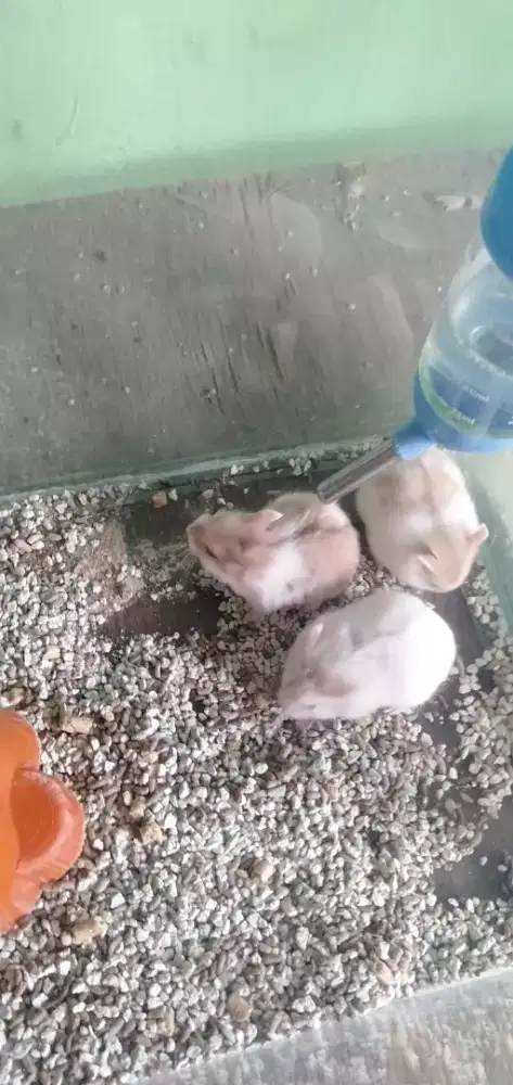 Hamster Campbell