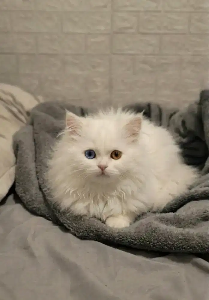 Kucing Lucu Odd Eyes (mata beda warna)