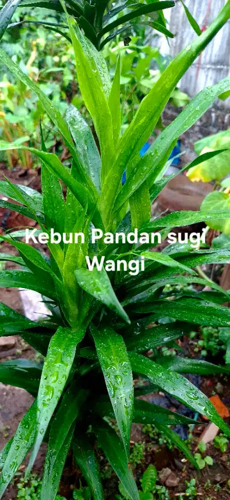 Jual Daun Pandan wangi dan tanaman sugi