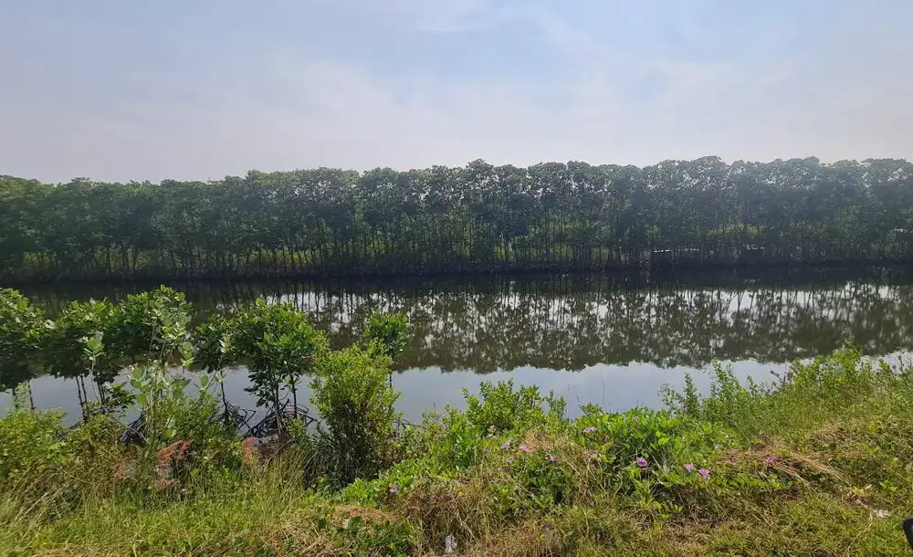 DIJUAL CEPAT TANAH TAMBAK STRATEGIS