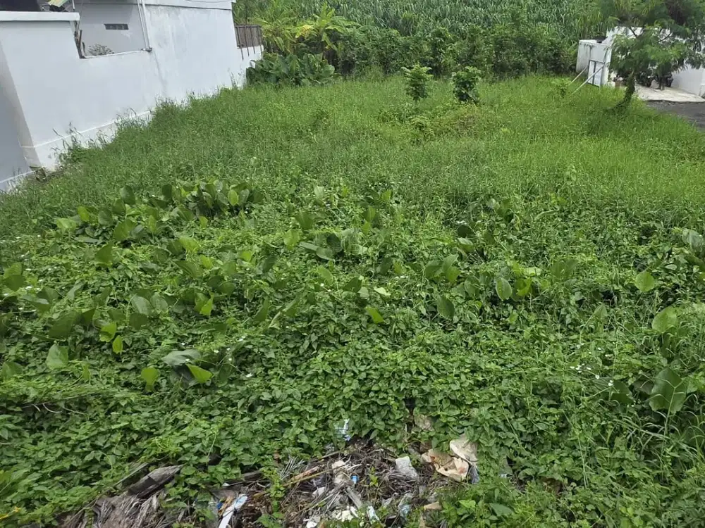 LAND FOR SALE IN CANGGU