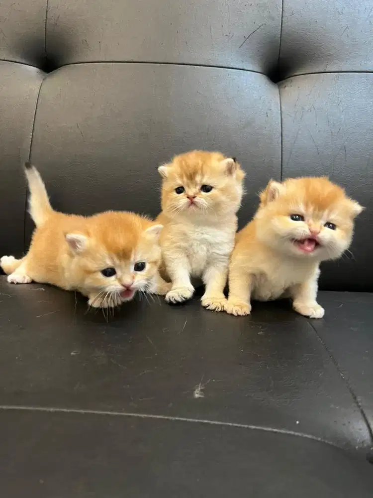 Kitten British Shorthair BSH Golden