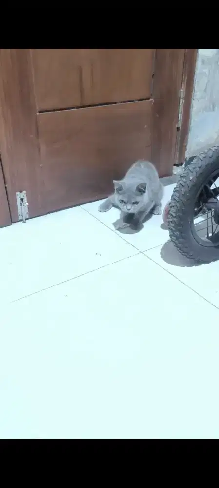 Kucing BSH pure betina 4bln up