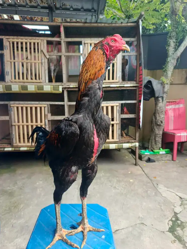 Ayam Ganoi x pama