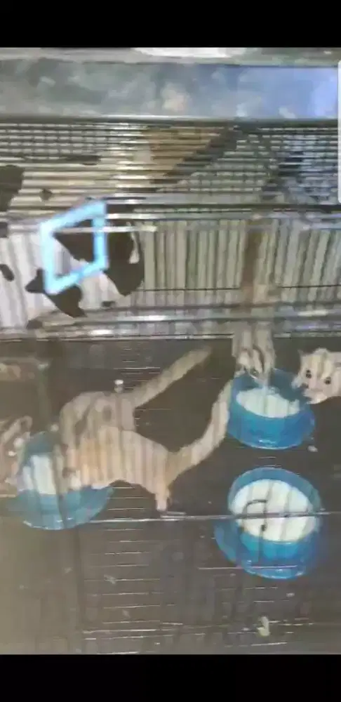 seger glider baru