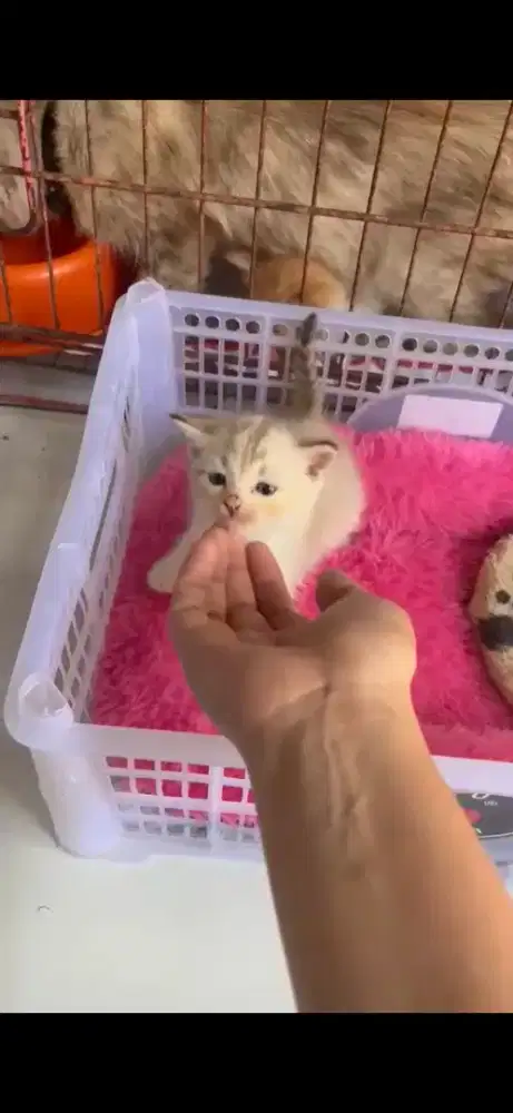 kucing himalaya