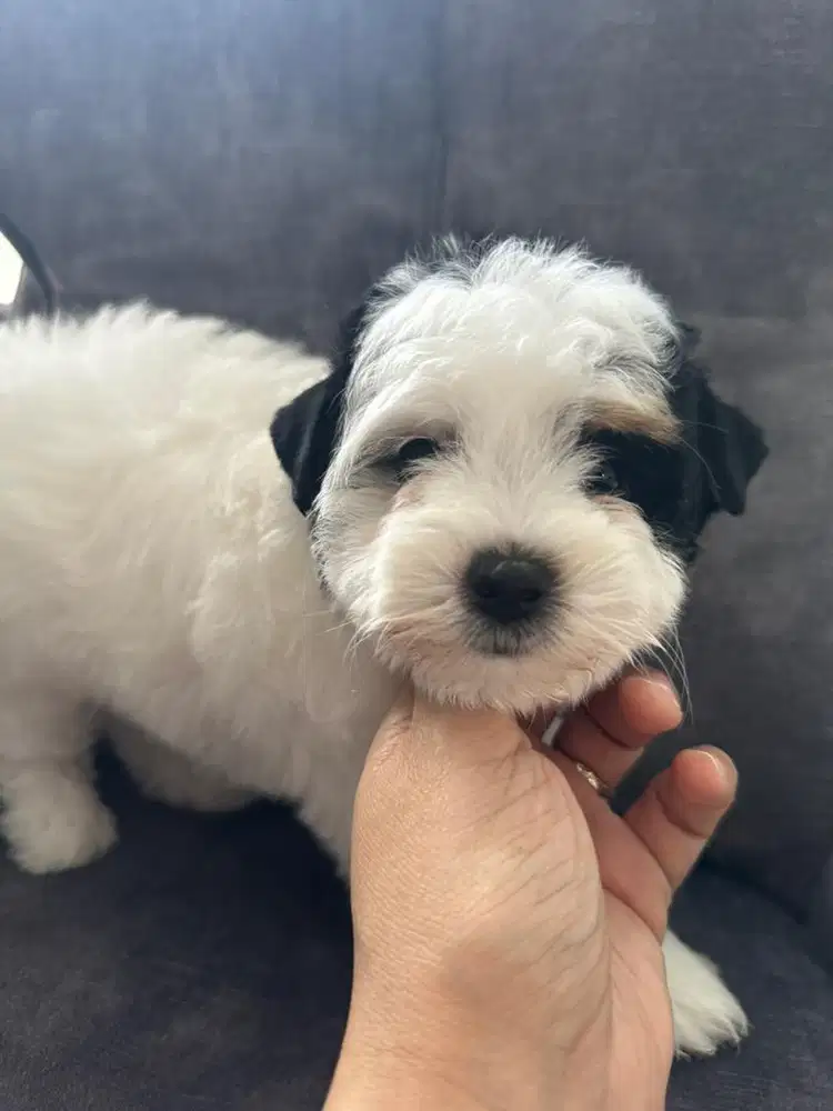 anjing yochon mix bichon n yorkie betina 2 bulan