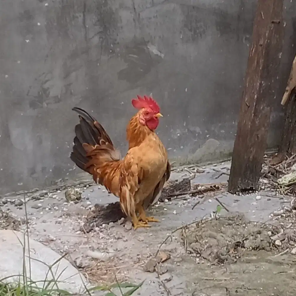 Ayam kate jantan