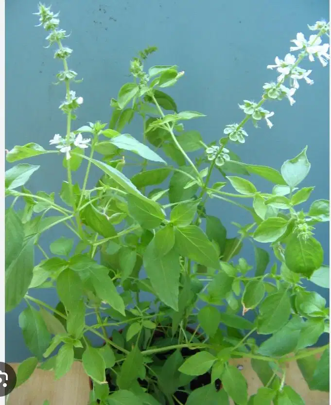Kemangi lalap daun kemangi