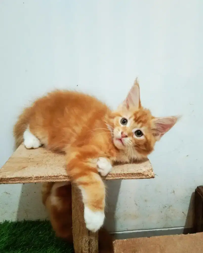 Kitten MaineCoon Betina Pure Bkn mix.