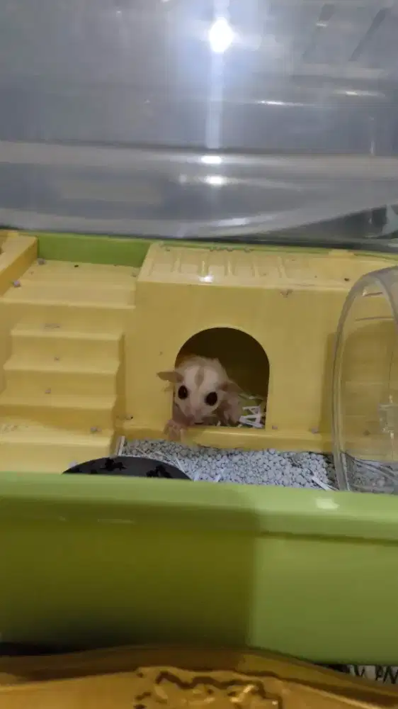 Sugar glider gaskeun