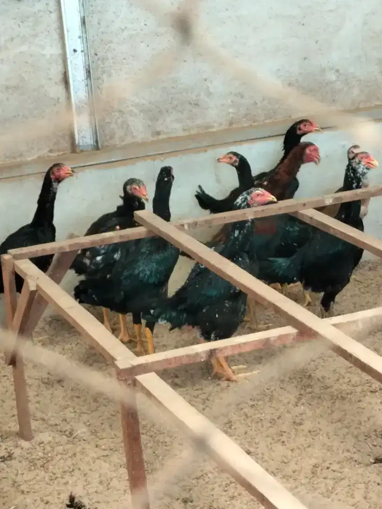 Jual ayam Bangkok dan mangon