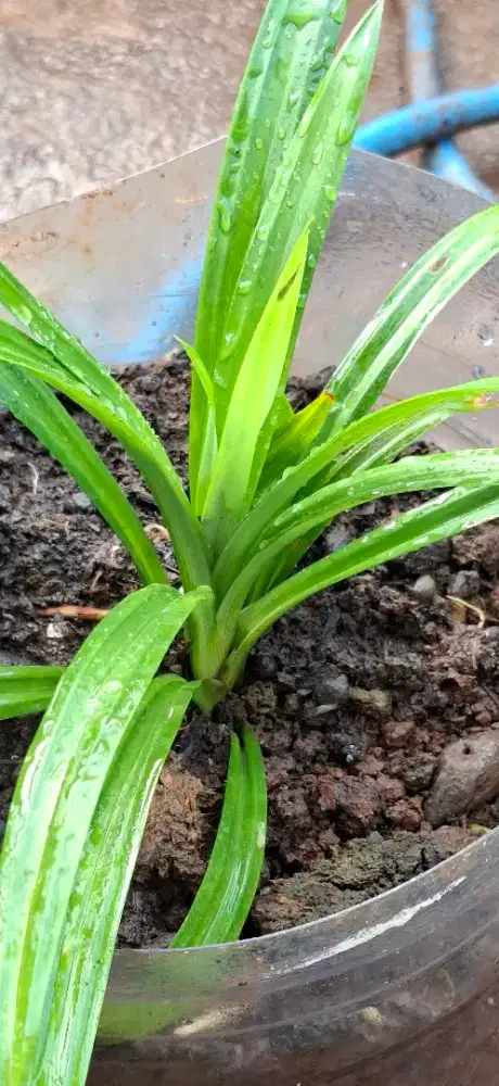 Daun Pandan dan Sugi  Rimbun sehat