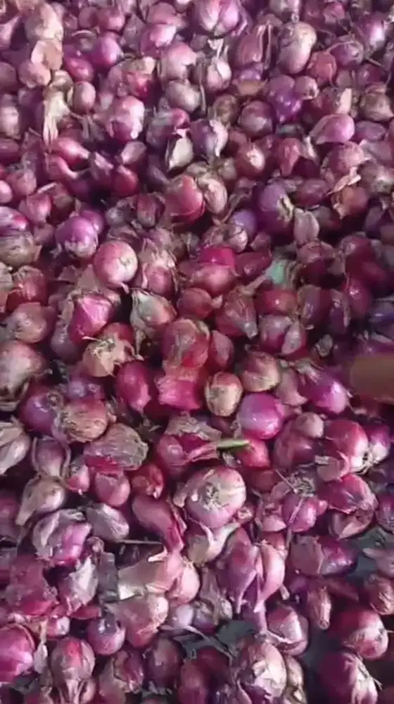 bawang merah super B eceran-grosiran bisa