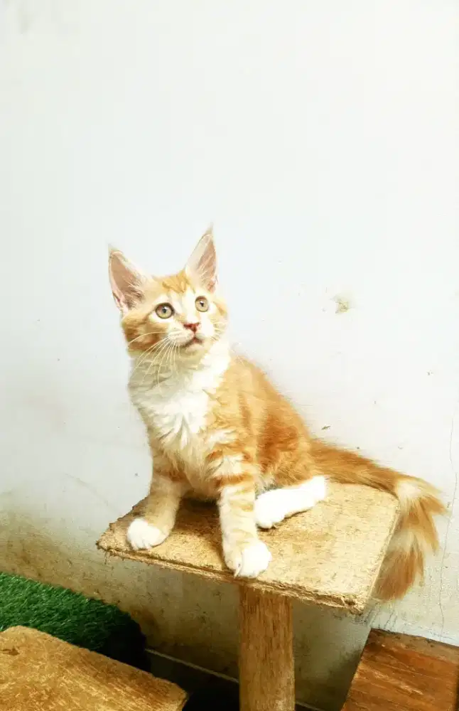 Kitten MaineCoon Betina Pure No mix. Induk ped Cfa Maine Coon