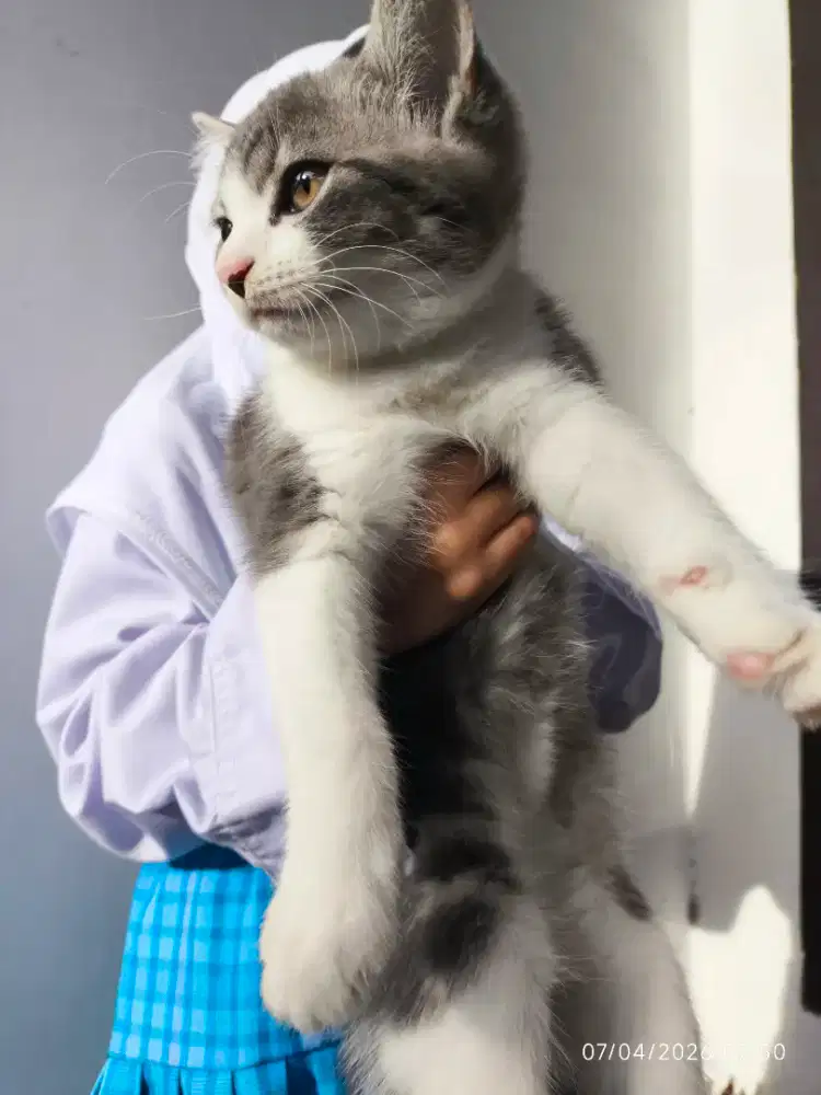 LEPAS ADOP KUCING