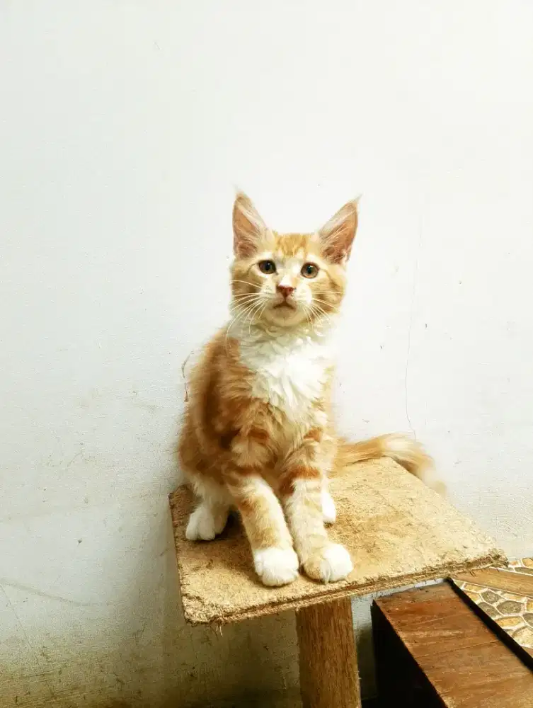 Kitten MaineCoon Betina Pure No mix. Induk ped Cfa Maine Coon