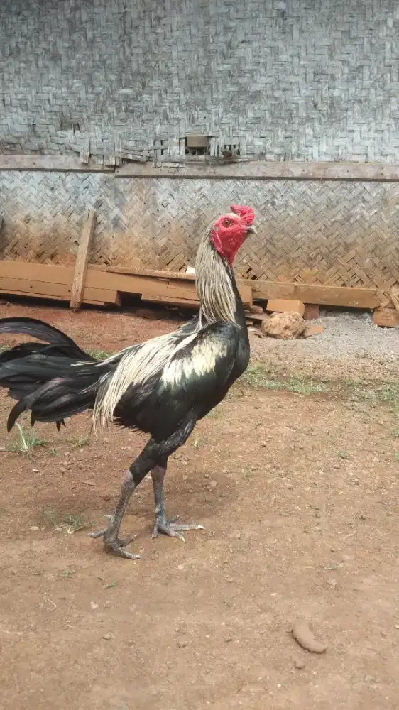 Mangon muda Jalu