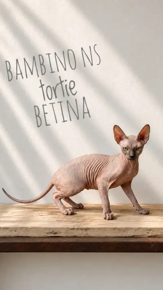 Kitten bambino NS warna tortie betina (sphynx bawa gen bambino)