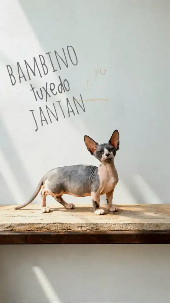 Kitten bambino jantan warna tuxedo