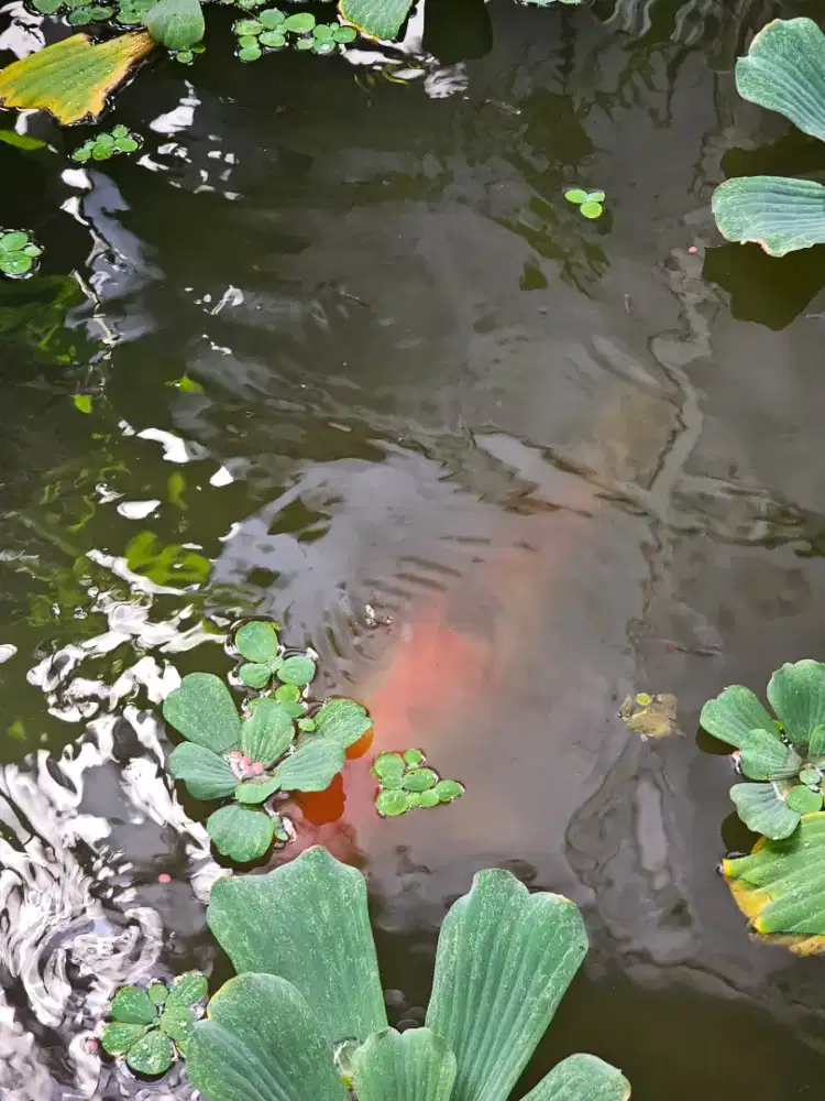 Koi 55cm 4 Ekor