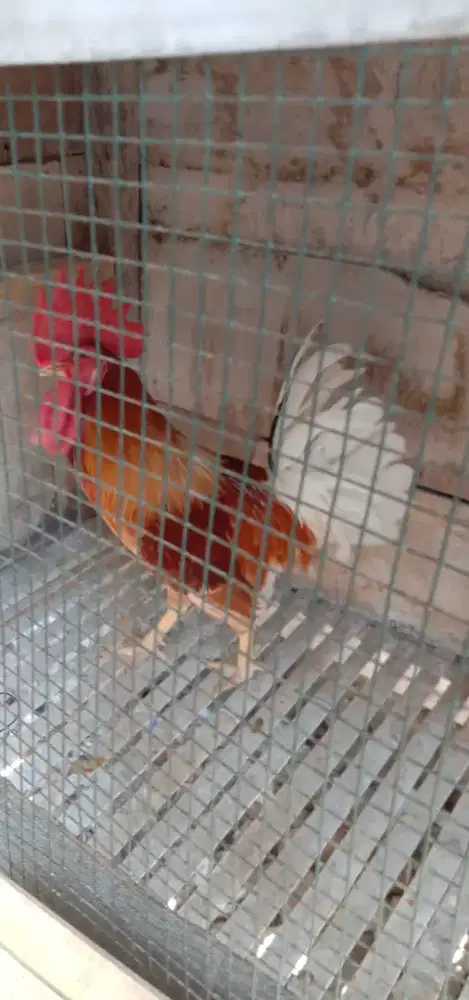 Jual ayam kampung elba jantan