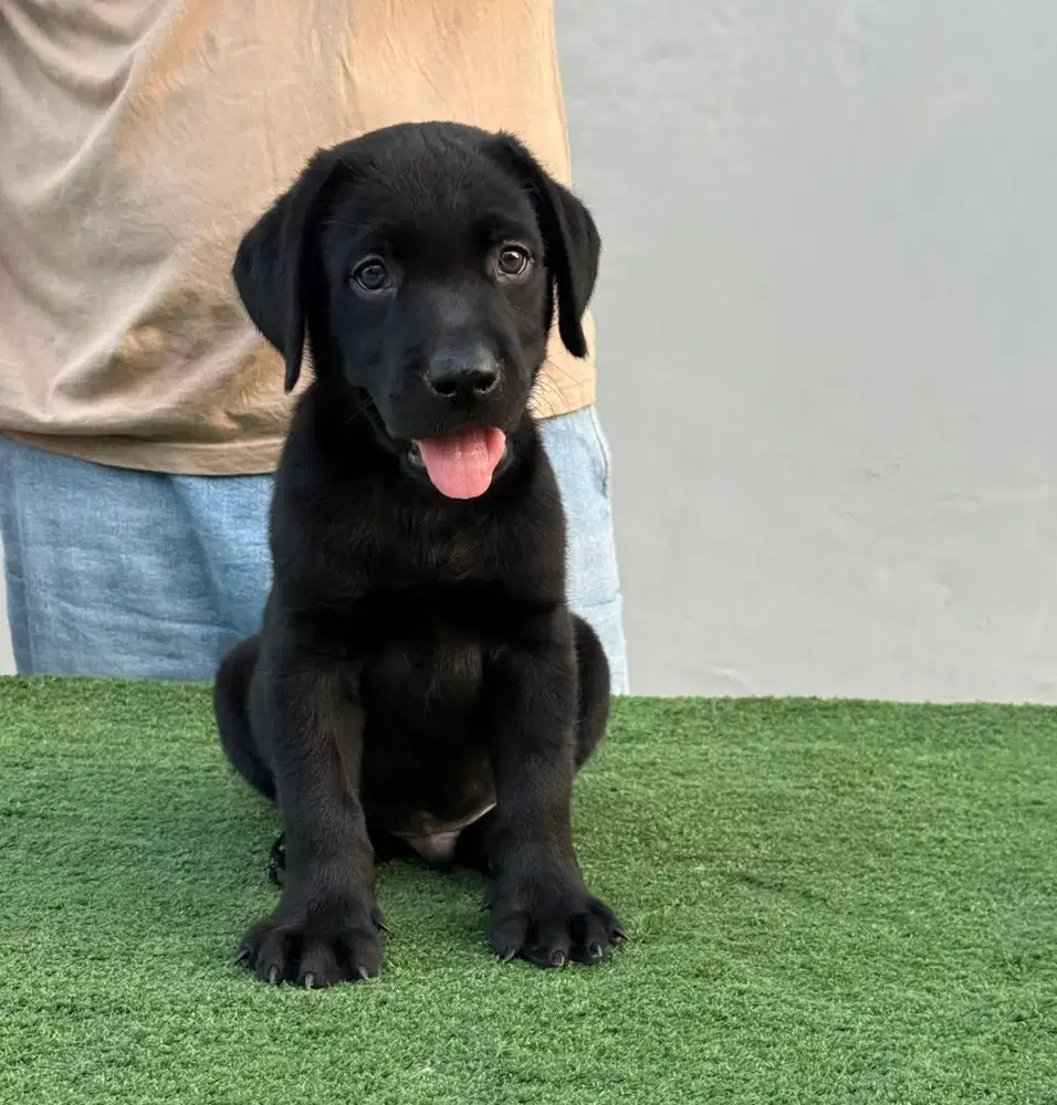 Labrador hitam cakep