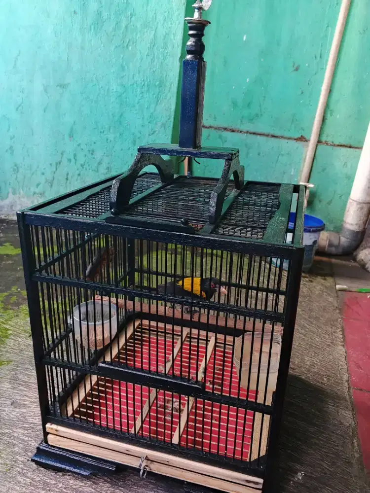 kepodang hutan dewasa