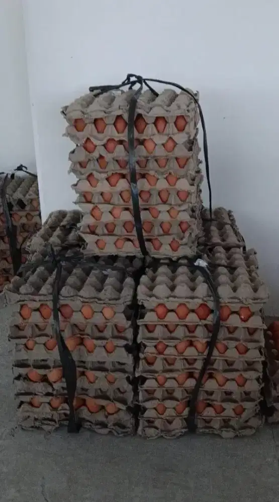 Telur Ayam Good Quality