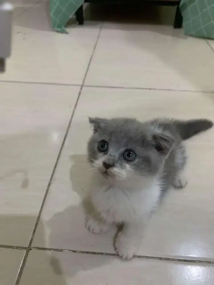 BSH X MUNCKHIN X SCOTI UMUR 2 BULAN WARNA BICO BLUE