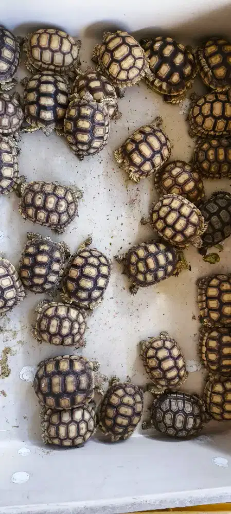 Sulcata cakep size 7-8cm