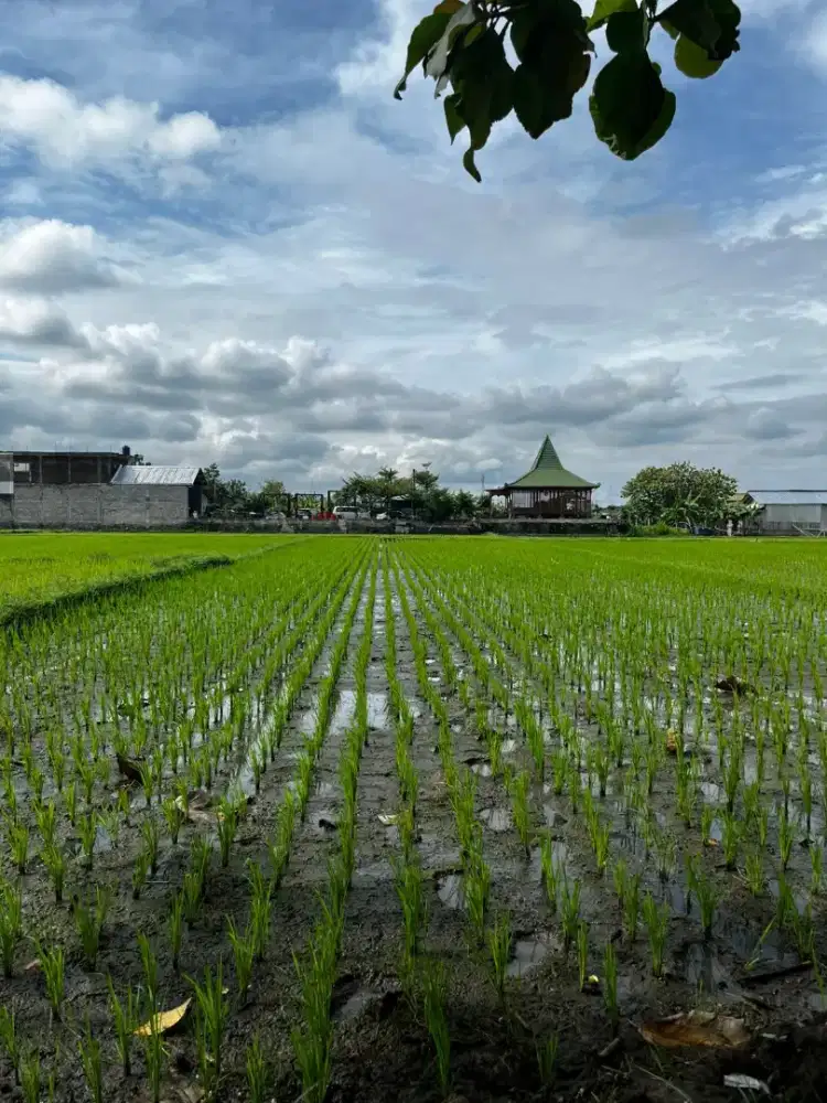 Dijual cepat sawah 547 m² area Bantul