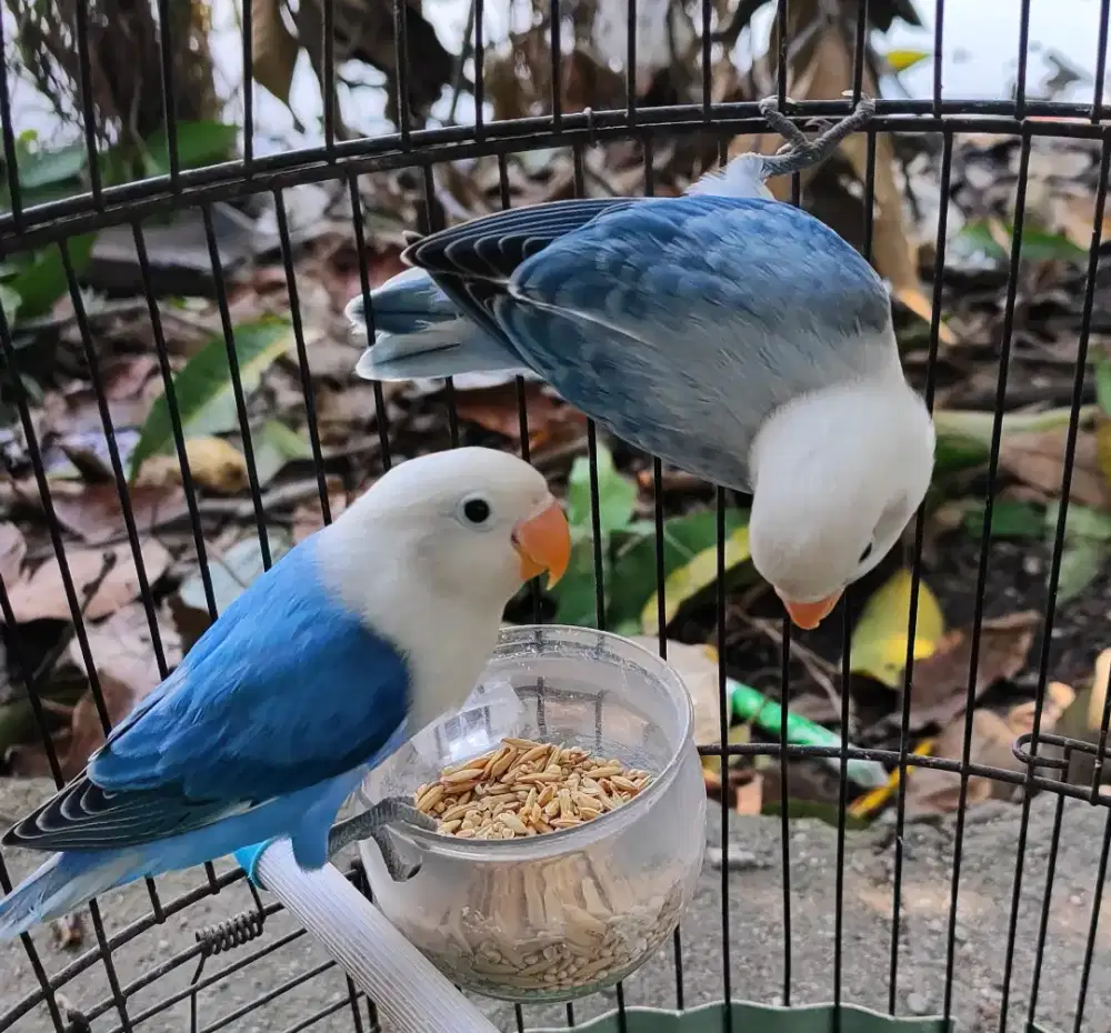 Burung lovebird balibu