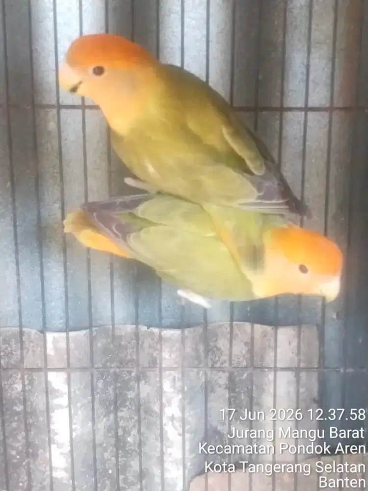 Pasangan dewasa warna cantik