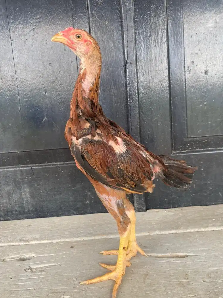 Anakan ayam mangon jantan semua