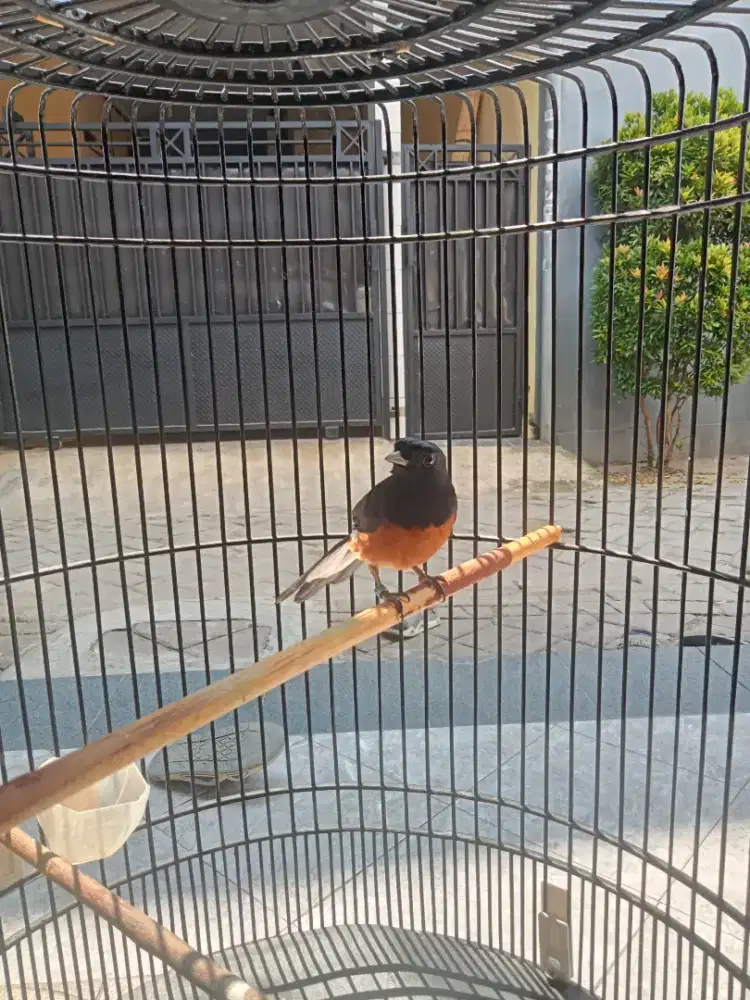 Murai batu Medan ex prestasi