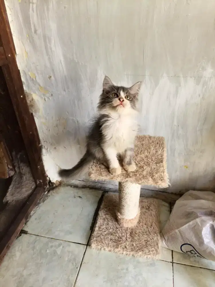 Persia jantan 3 bulan