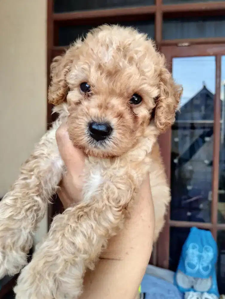 Jual Anak Anjing Poodle